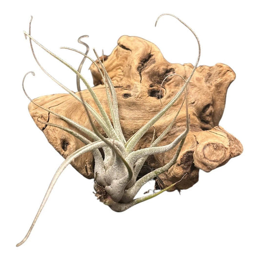 Tillandsia Ehlersiana Air Plant  White/Gray Color Fuzzy Rare Tillandsia