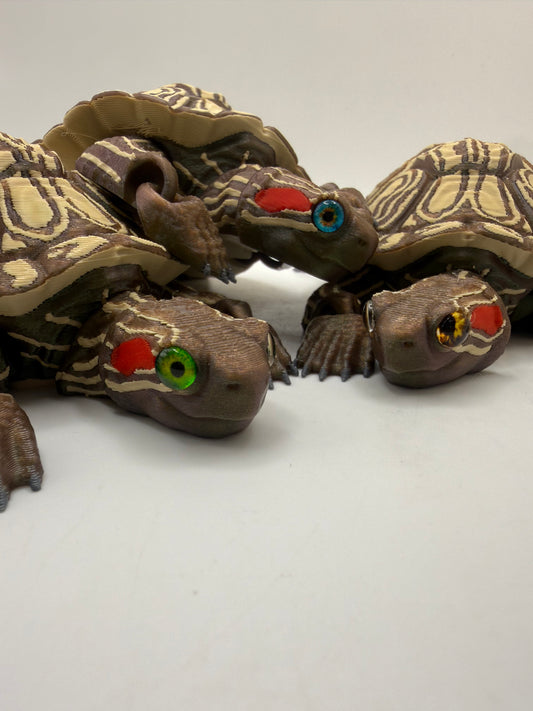 Red Eared Slider