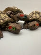 Red Eared Slider