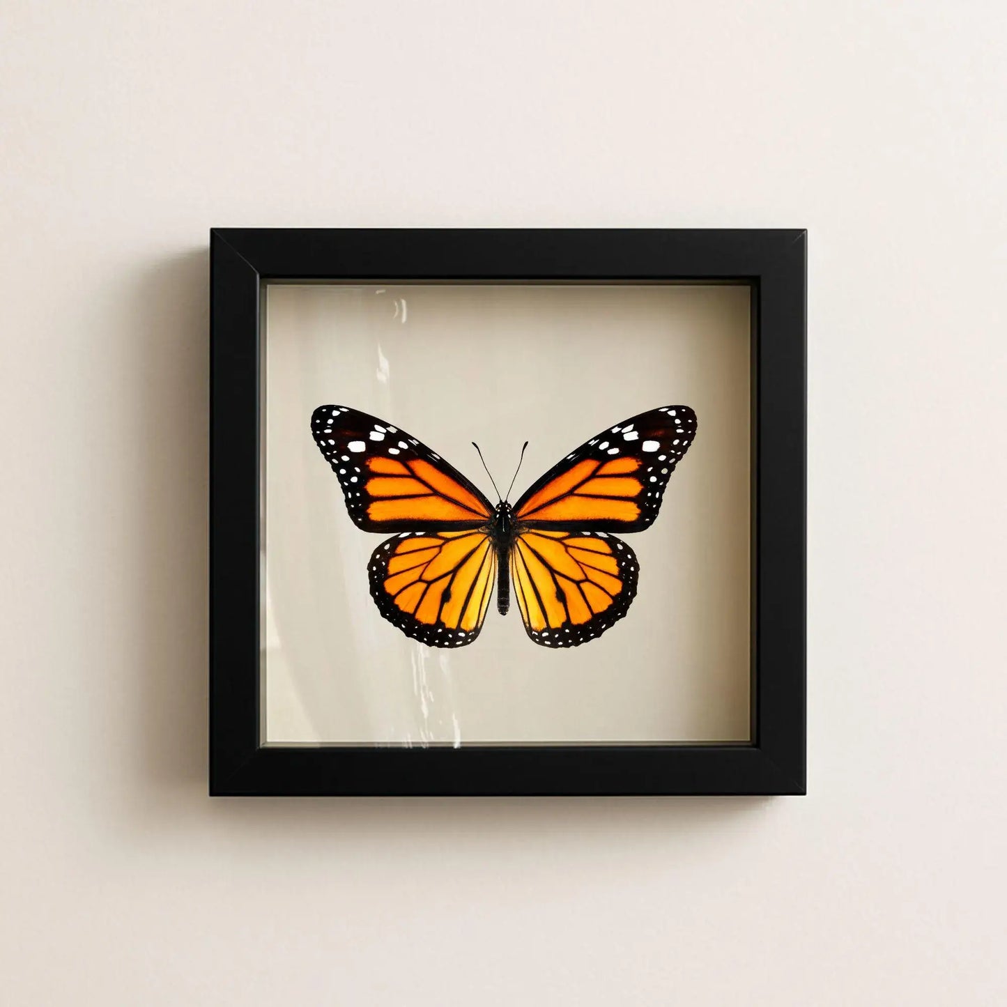 Real Monarch Butterfly Shadow Box – 6x6x2 