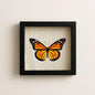 Real Monarch Butterfly Shadow Box – 6x6x2 