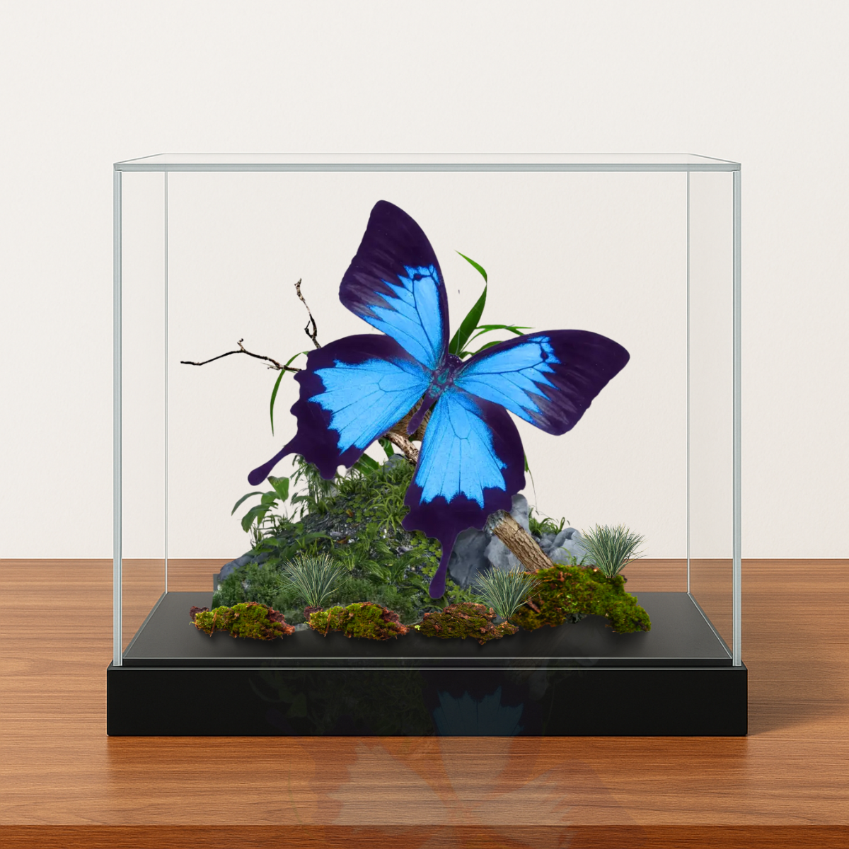 Real Swallowtail Butterfly Diorama 6x8x6 in  Papilio Ulysses