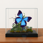 Real Swallowtail Butterfly Diorama 6x8x6 in  Papilio Ulysses