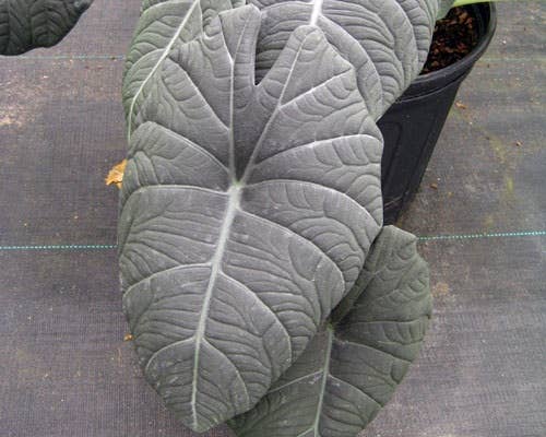 Alocasia Maharani