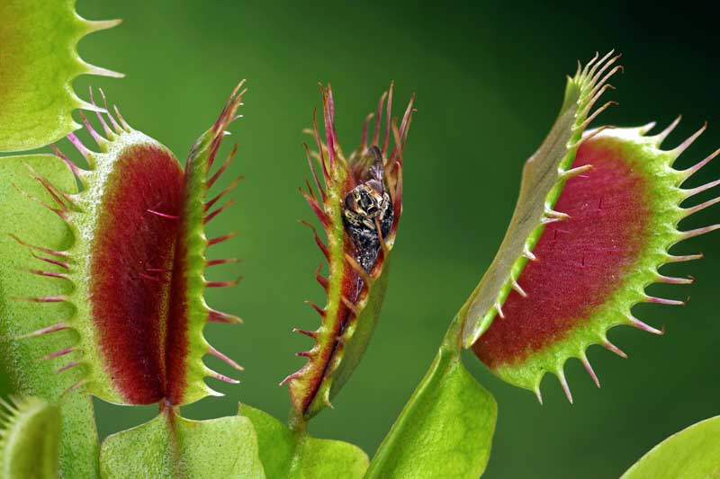 Dionaea Muscipula (Venus Fly Trap) Dente