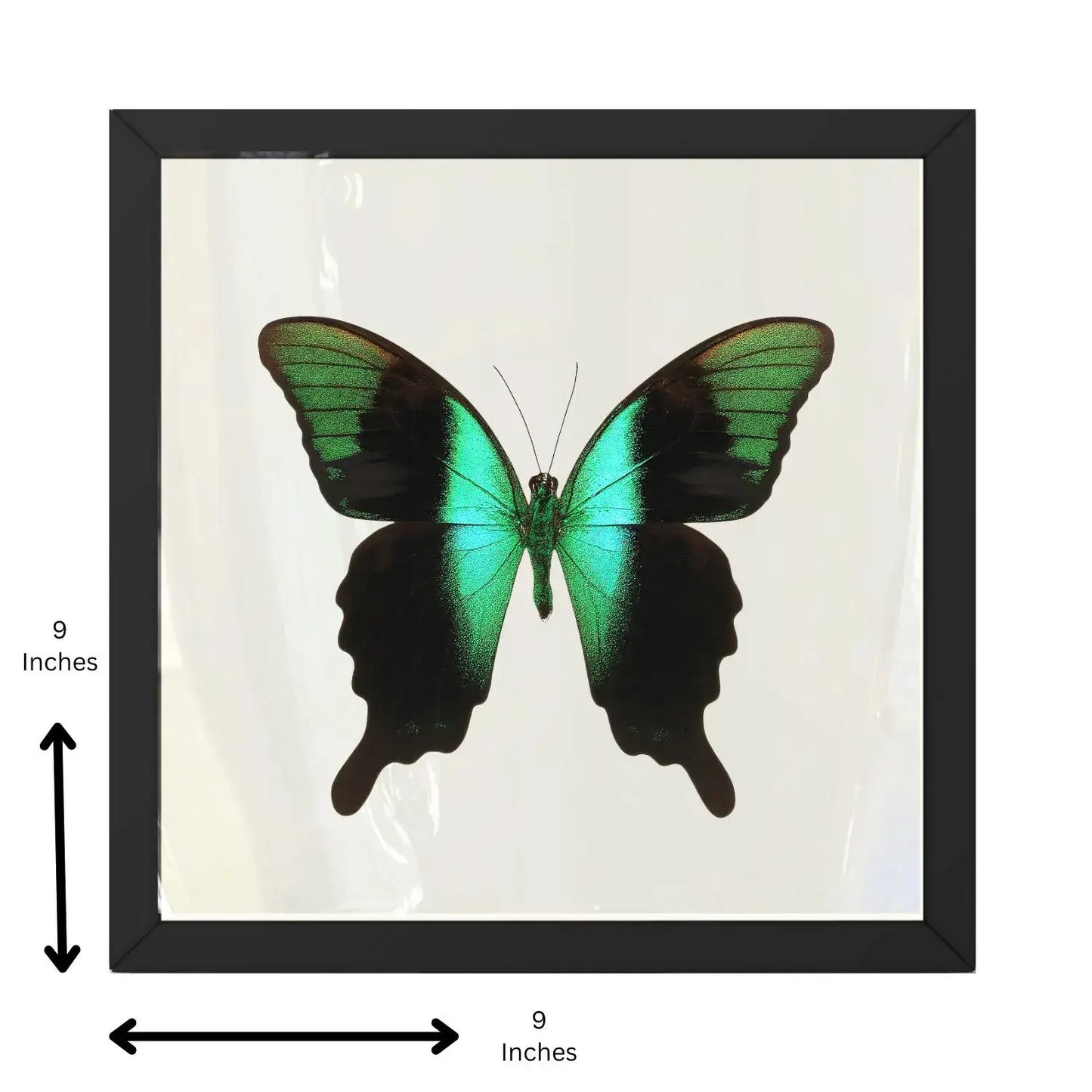 Real Peranthus Peacock Swallowtail – 9x9 Shadowbox
