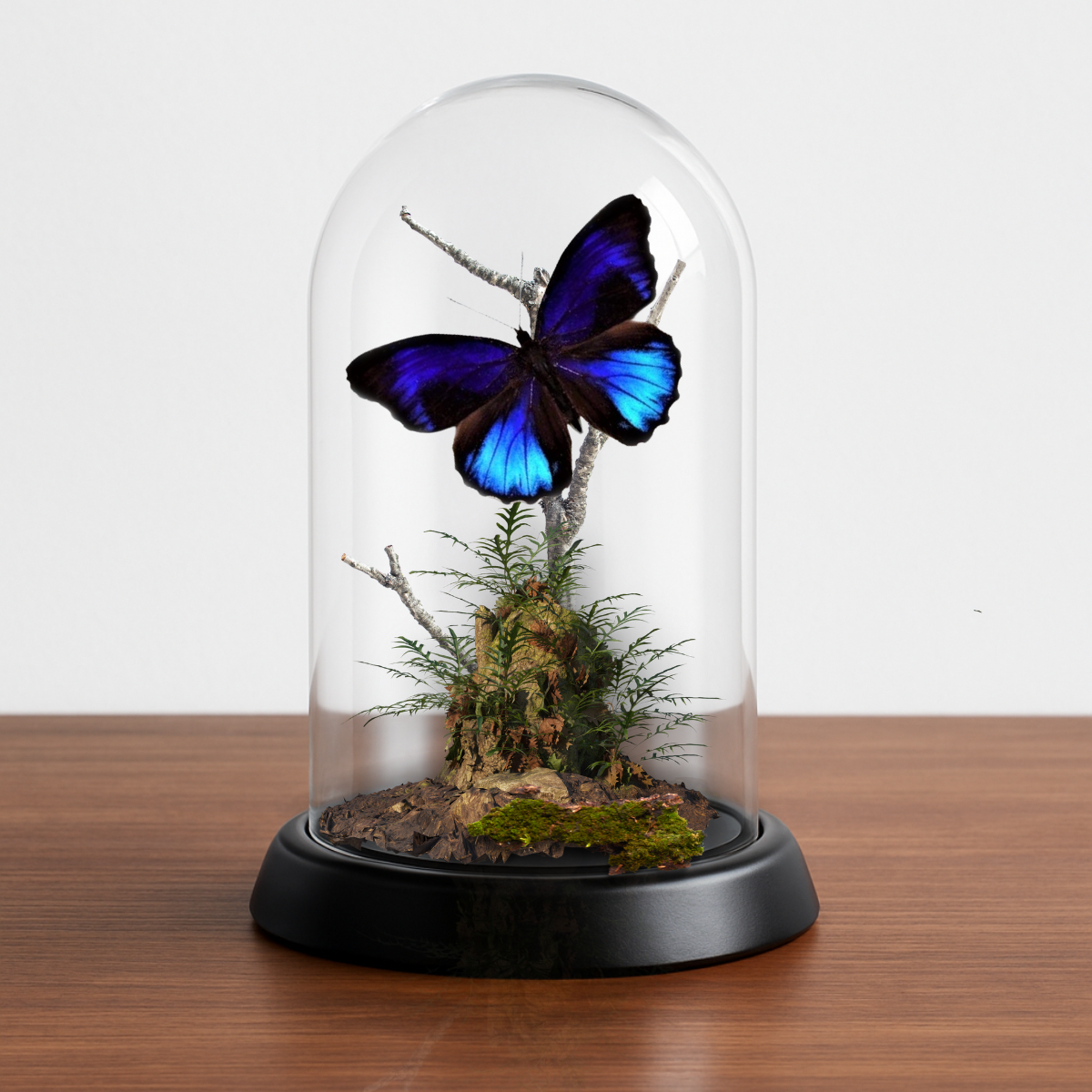 REAL - Moth Diorama -6X4 Inch Dome Diorama - Eunica excelsa