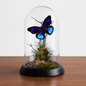 REAL - Moth Diorama -6X4 Inch Dome Diorama - Eunica excelsa