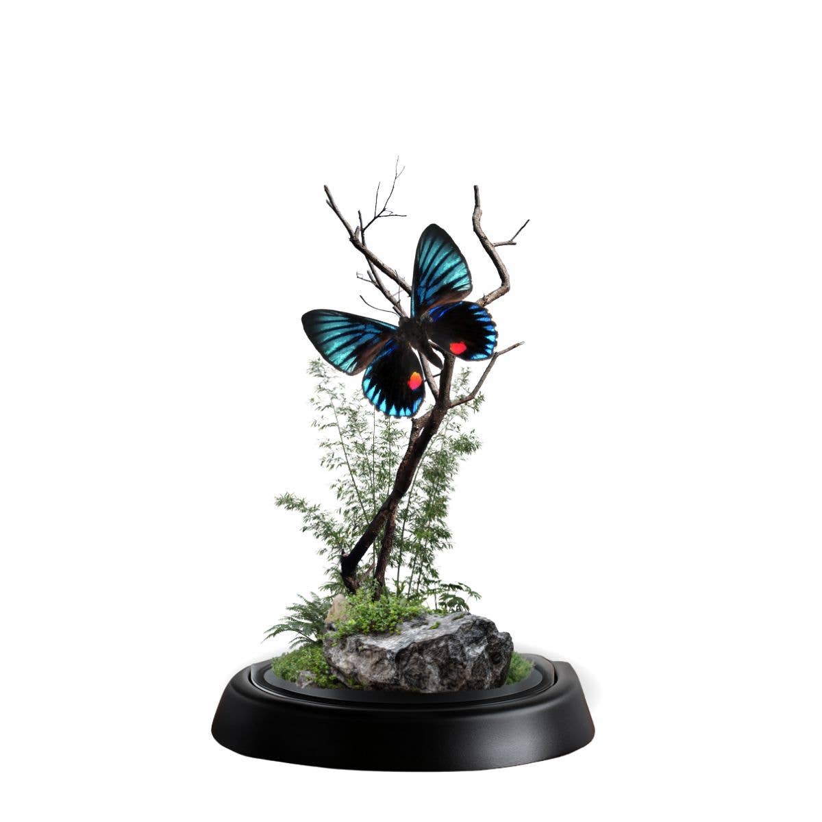 REAL - Moth Diorama -6X4 Inch Dome Diorama - Necyria duellon
