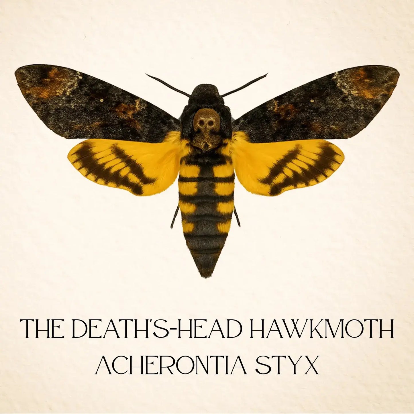 Real Death’s-head Hawkmoth – 6x6 Shadowbox (Acherontia styx)