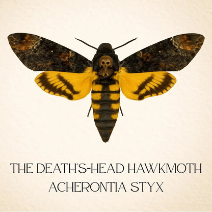 Real Death’s-head Hawkmoth – 6x6 Shadowbox (Acherontia styx)