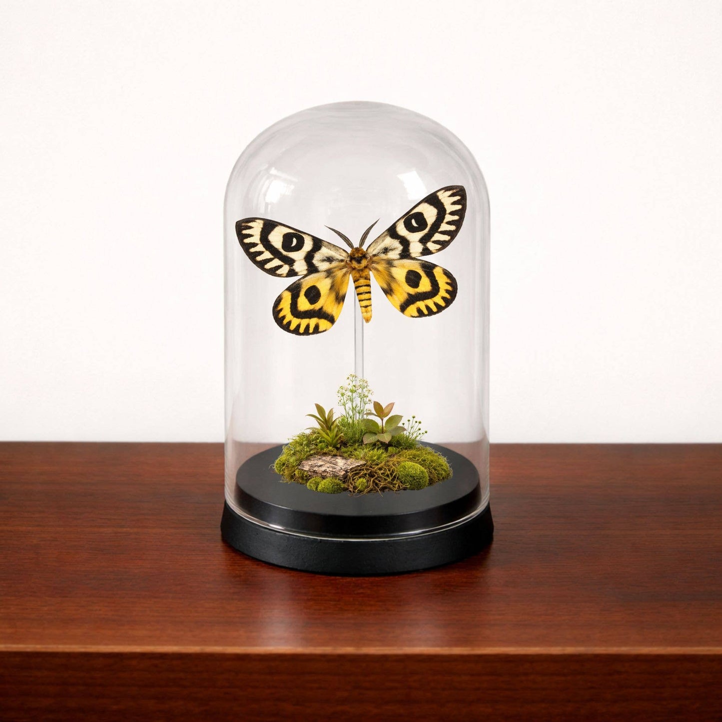 Real Butterfly -5x3 Glass Cloche - Nuttall’s Sheep Moth
