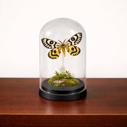 Real Butterfly -5x3 Glass Cloche - Nuttall’s Sheep Moth