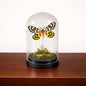 Real Butterfly -5x3 Glass Cloche - Nuttall’s Sheep Moth