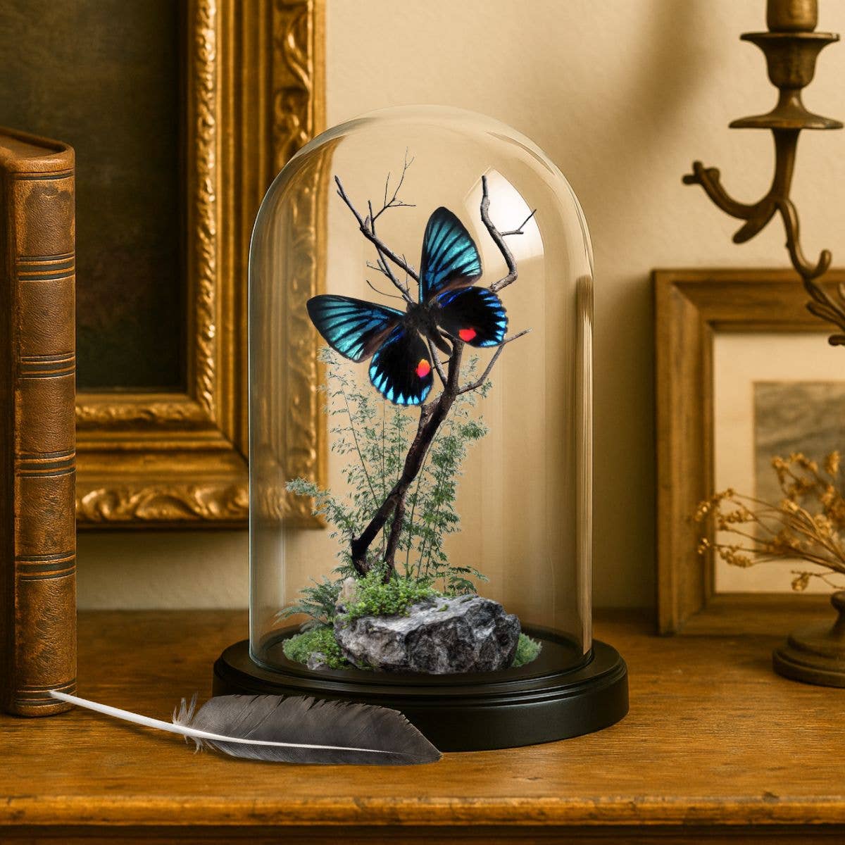 REAL - Moth Diorama -6X4 Inch Dome Diorama - Necyria duellon