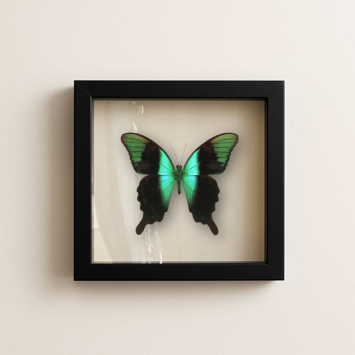 Real Peranthus Peacock Swallowtail – 9x9 Shadowbox