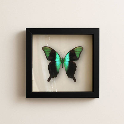 Real Peranthus Peacock Swallowtail – 9x9 Shadowbox
