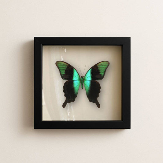 Real Peranthus Peacock Swallowtail – 9x9 Shadowbox