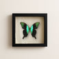 Real Peranthus Peacock Swallowtail – 9x9 Shadowbox