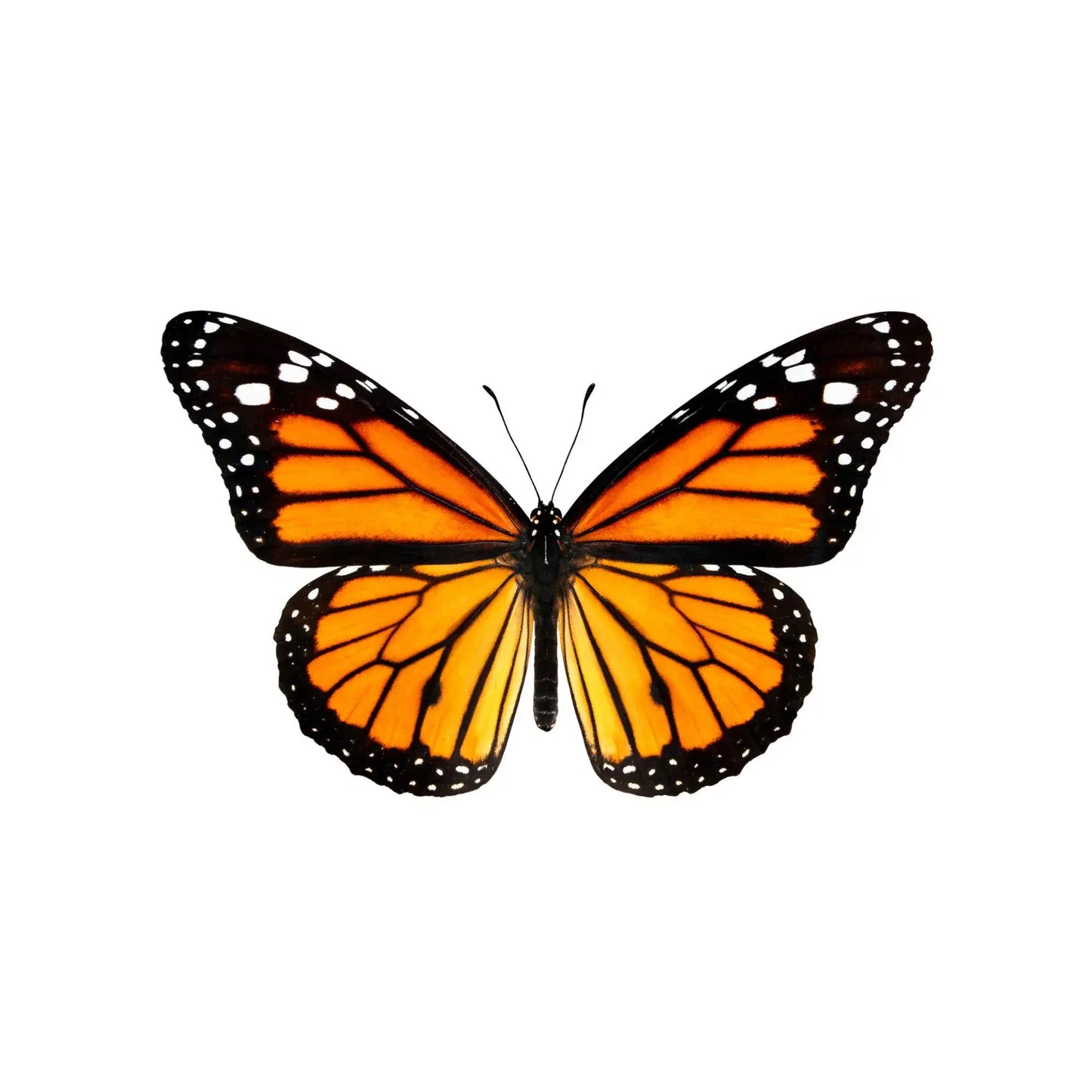 Real Monarch Butterfly Shadow Box – 6x6x2 