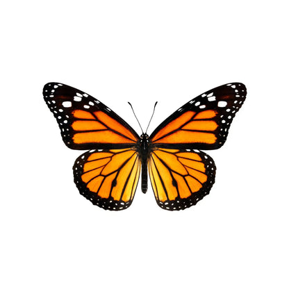Real Monarch Butterfly Shadow Box – 6x6x2 