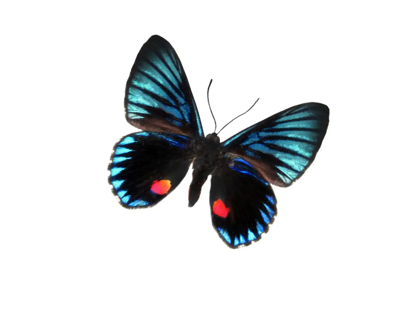 REAL - Moth Diorama -6X4 Inch Dome Diorama - Necyria duellon