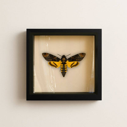 Real Death’s-head Hawkmoth – 6x6 Shadowbox (Acherontia styx)