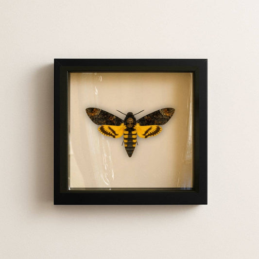 Real Death’s-head Hawkmoth – 6x6 Shadowbox (Acherontia styx)