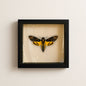Real Death’s-head Hawkmoth – 6x6 Shadowbox (Acherontia styx)