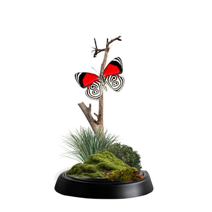 Butterfly Diorama -6X4 Inch Dome Diorama -(3)Diaethria anna