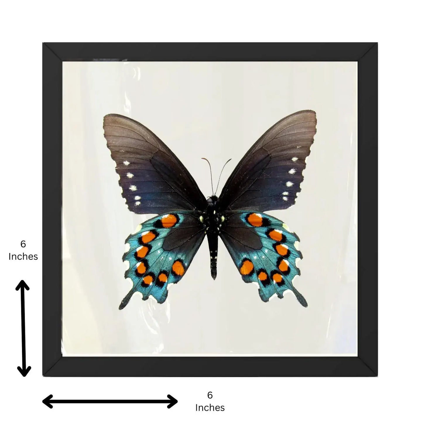 Real Pipevine Swallowtail (Verso) – 6x6 Shadowbox 
