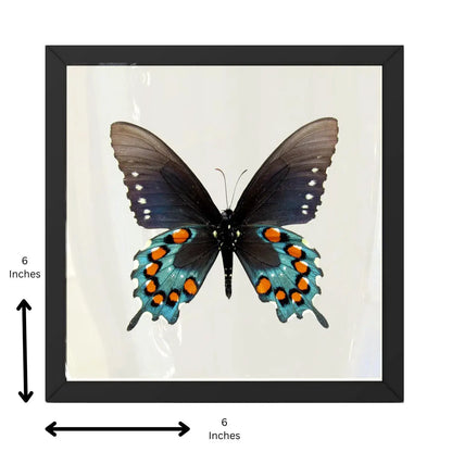 Real Pipevine Swallowtail (Verso) – 6x6 Shadowbox 