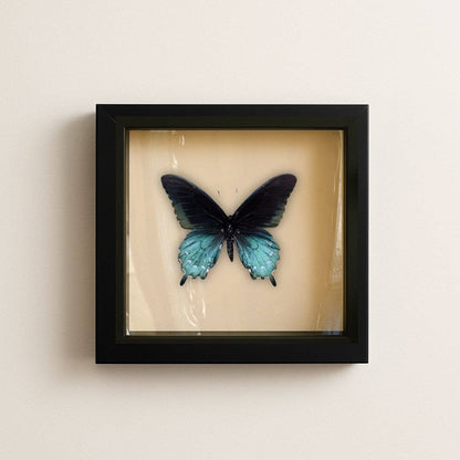 Real Pipevine Swallowtail – 6x6 Shadowbox (Battus philenor)