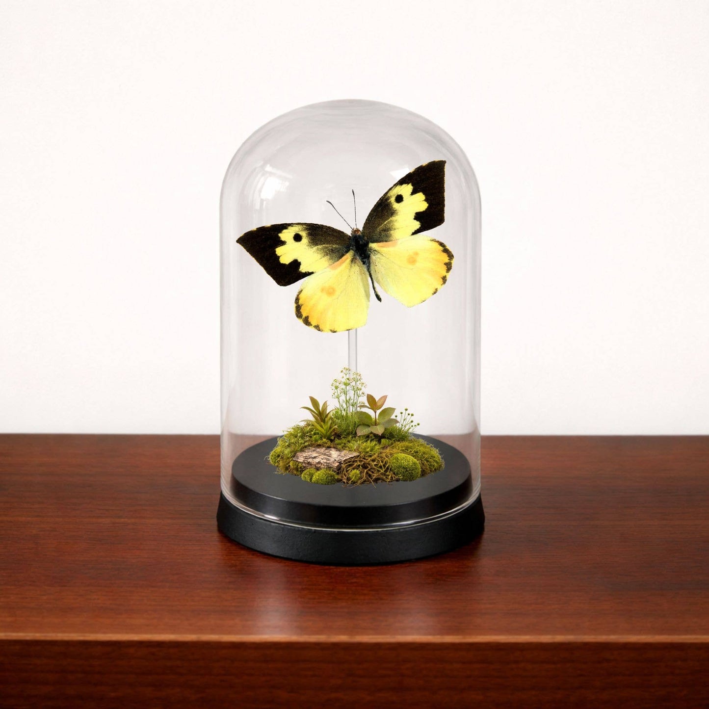 Real Butterfly -5x3 Glass Cloche - Zerene cesonia - USA