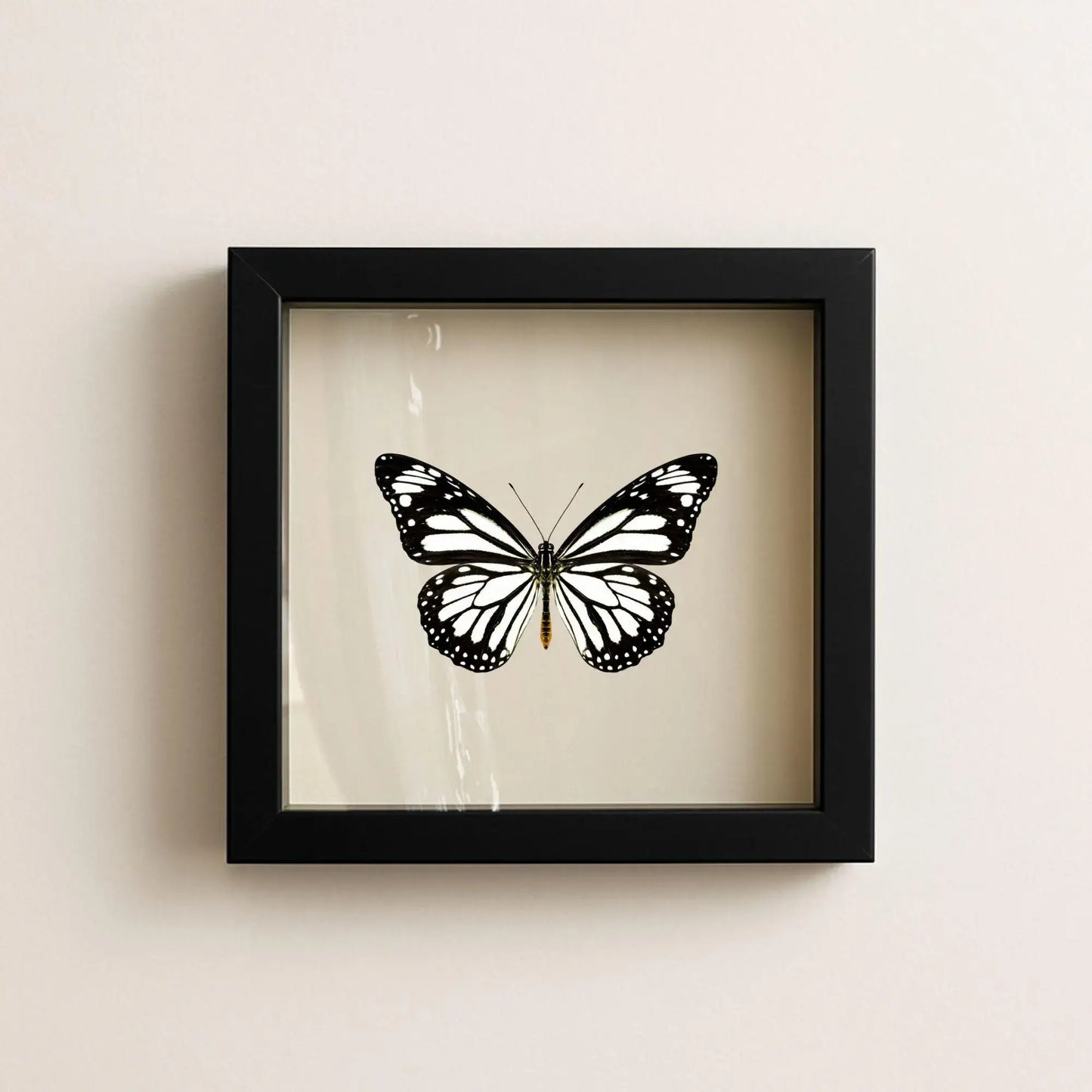 Real White Monarch Butterfly Shadow Box – 6x6x2 - stunning!