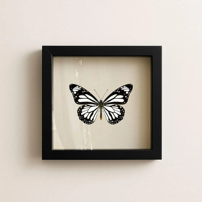 Real White Monarch Butterfly Shadow Box – 6x6x2 - stunning!