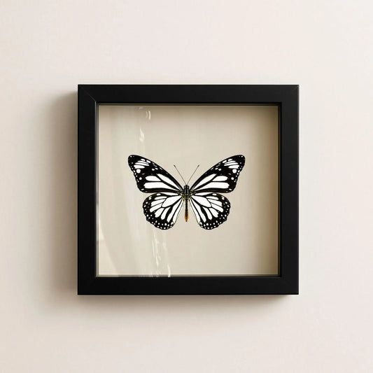 Real White Monarch Butterfly Shadow Box – 6x6x2 - stunning!