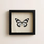 Real White Monarch Butterfly Shadow Box – 6x6x2 - stunning!