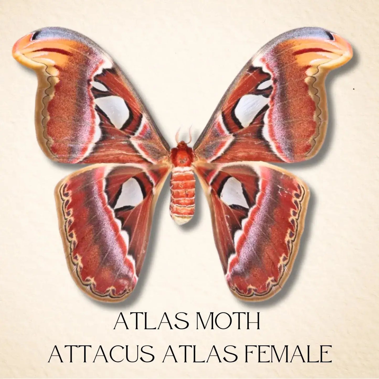 Real Atlas Moth – 12x12 Shadowbox (Attacus atlas) Female
