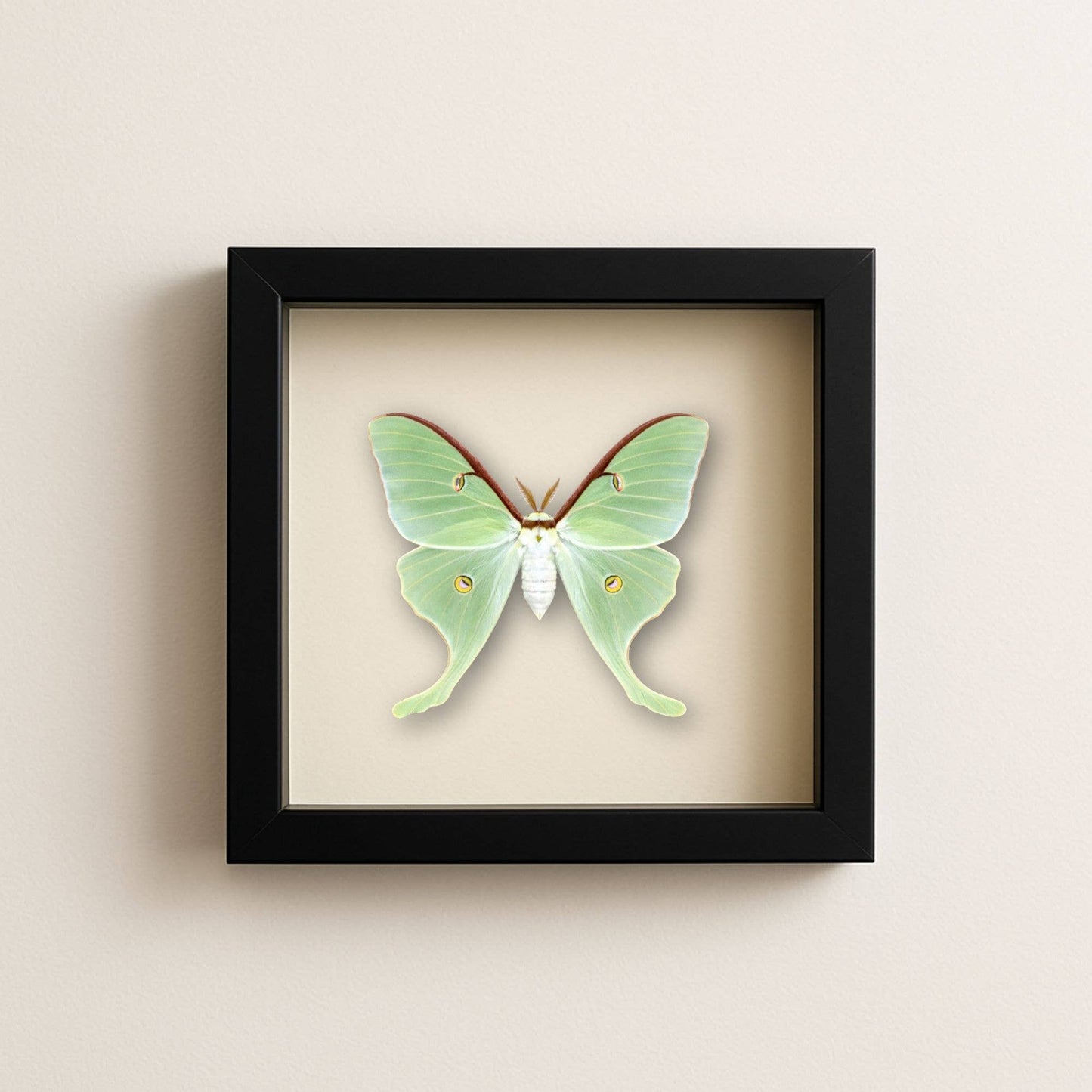 Real - Luna Moth Specimen 8x8 Glass Shadowbox – Preorder