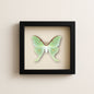 Real - Luna Moth Specimen 8x8 Glass Shadowbox – Preorder