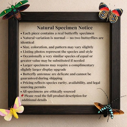 Real Butterfly -5x3 Glass Cloche - Zebra Longwing