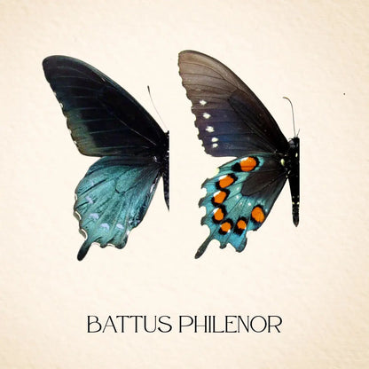 Real Pipevine Swallowtail – 6x6 Shadowbox (Battus philenor)