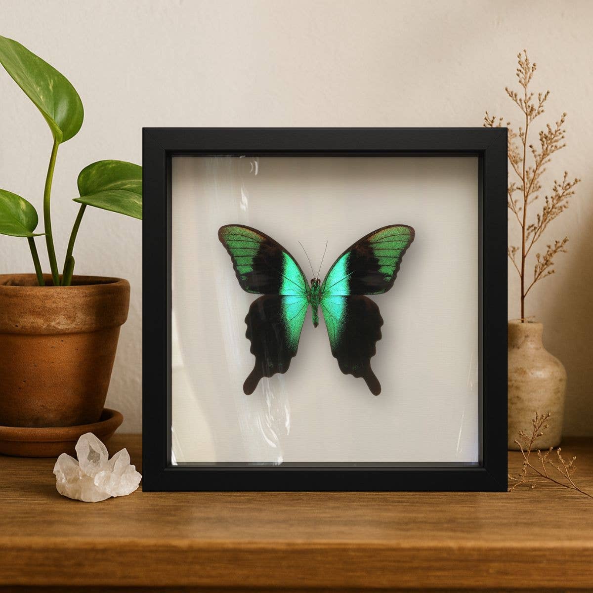 Real Peranthus Peacock Swallowtail – 9x9 Shadowbox