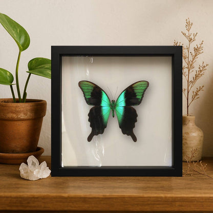 Real Peranthus Peacock Swallowtail – 9x9 Shadowbox
