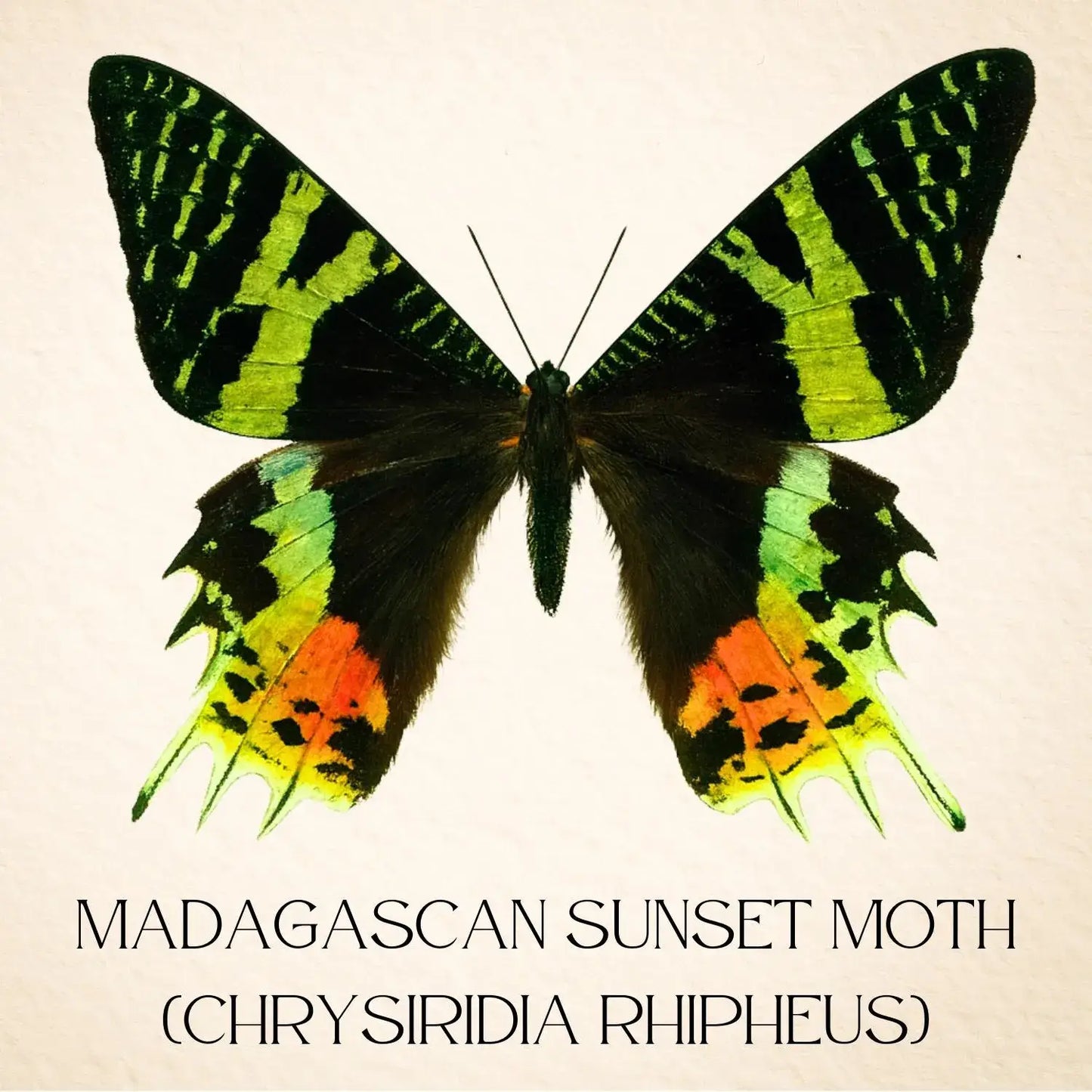 Real Madagascan Sunset Moth – 6x6 Shadowbox Chrysiridia Sp.