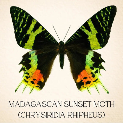 Real Madagascan Sunset Moth – 6x6 Shadowbox Chrysiridia Sp.