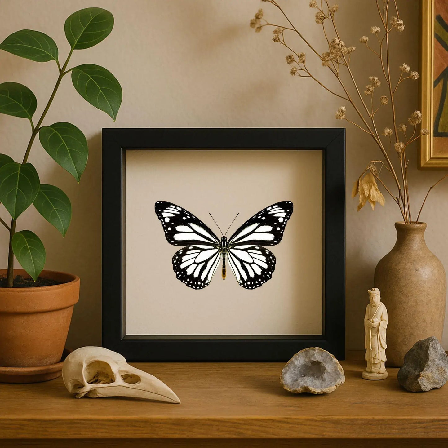 Real White Monarch Butterfly Shadow Box – 6x6x2 - stunning!