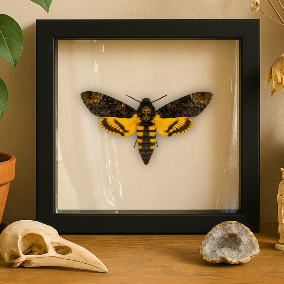 Real Death’s-head Hawkmoth – 6x6 Shadowbox (Acherontia styx)