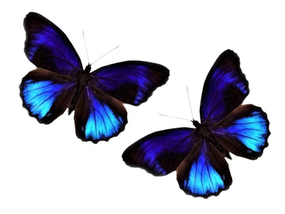 REAL - Moth Diorama -6X4 Inch Dome Diorama - Eunica excelsa